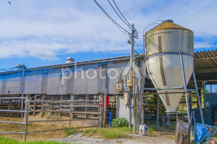 愛知牧場の牛舎と飼料タンク 飼料タンク,牛の餌,牛舎の写真素材