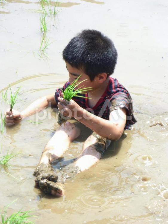 田植え風景 田んぼで泥だらけの子供 田植え,田んぼ,子供の写真素材