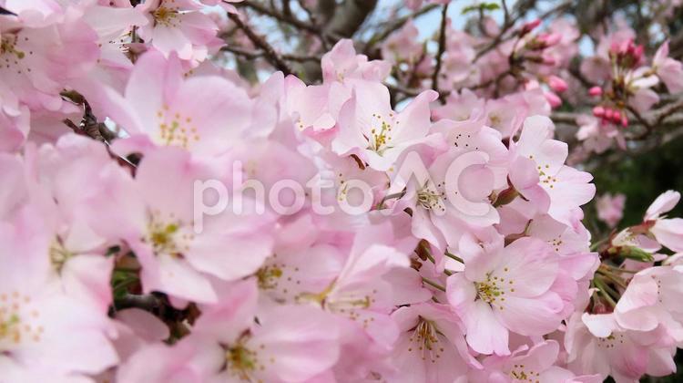 2025 横須賀城跡公園　江戸彼岸桜満開 桜,春,江戸彼岸桜の写真素材