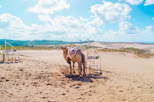 【鳥取】鳥取砂丘のラクダ 鳥取砂丘,鳥取,砂丘の写真素材