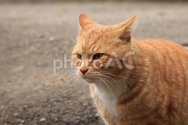 公園で暮らす猫 ネコ,野良猫,猫の写真素材
