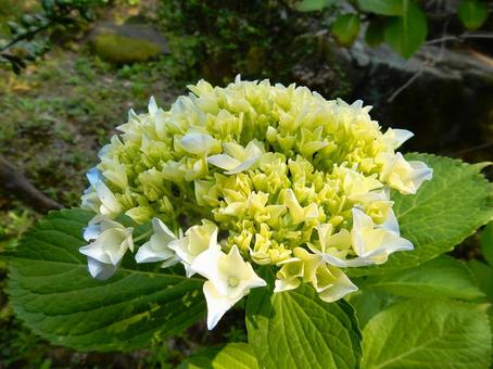 [Flower photo] Hydrangea flower, JPG
