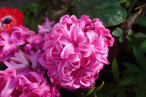 Beautiful hyacinth flowers, JPG Beautiful hyacinth flowers, JPG