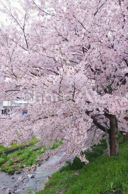 桜並木 桜,春,桜並木の写真素材