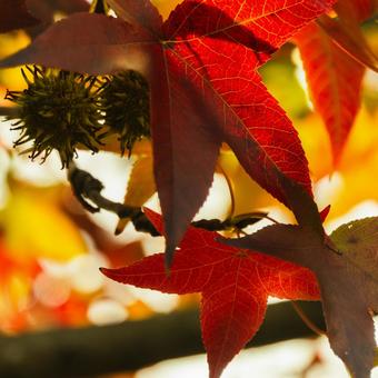 紅葉 秋,10月,黄色の写真素材