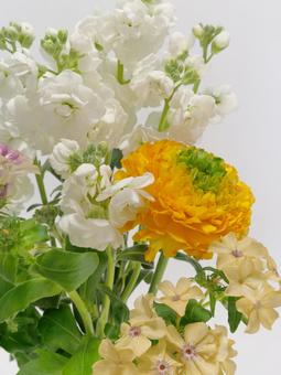 ラナンキュラスとストックの花 ラナンキュラスとストックの花 花,ラナンキュラス,ストックの写真素材