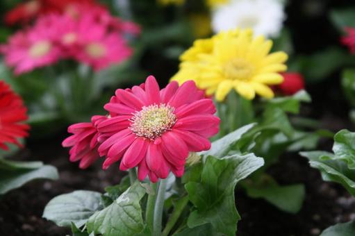 ガーベラ・Gerbera 草花,ガーベラ,明るいの写真素材
