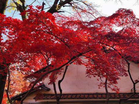 紅葉（横） 木,風景,自然の写真素材