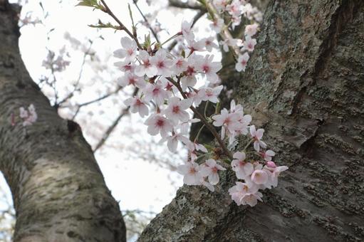 桜の木 桜の木の写真