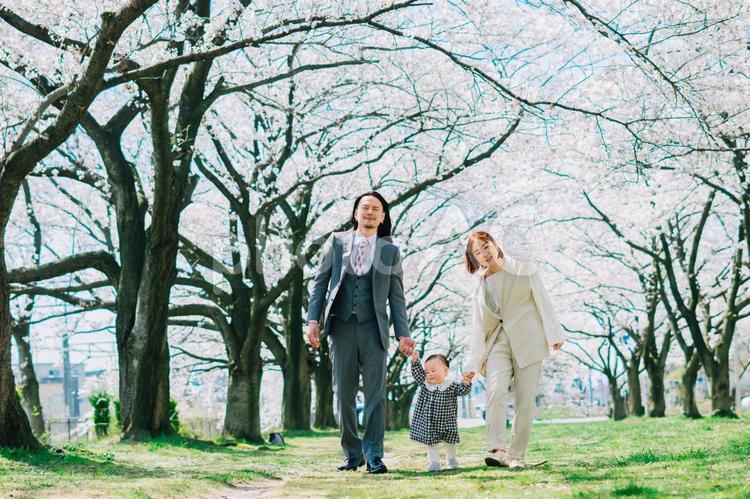 入園式の帰り道の家族 親子,家族,子供の写真素材
