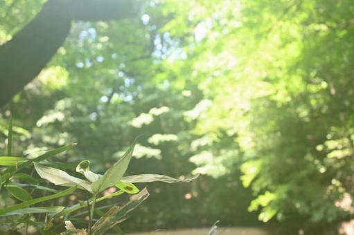 緑の輝きに包まれる 緑の輝きに包まれる 夏,晴れ,木陰の写真素材