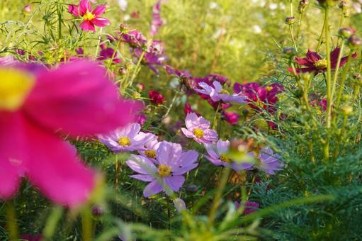 朝露が光るコスモス 朝露が光るコスモスの写真