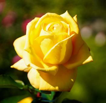 薔薇 薔薇の写真