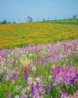 栃木県那須町 那須フラワーワールド 栃木県那須町 那須フラワーワールドの写真