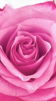 ピンクの薔薇 縦 ピンクの薔薇 縦 ピンク,バラ,アップの写真素材