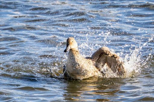 オナガガモの水浴び⑵ カモ,オナガガモ,メスの写真素材