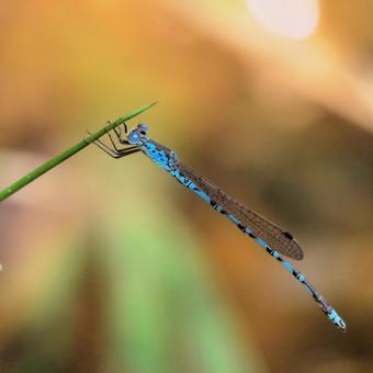 Narrow-spotted dragonfly, JPG Narrow-spotted dragonfly, JPG