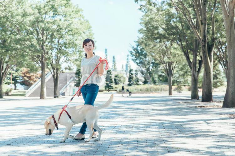 犬の散歩をする女性 犬,犬の散歩,散歩の写真素材