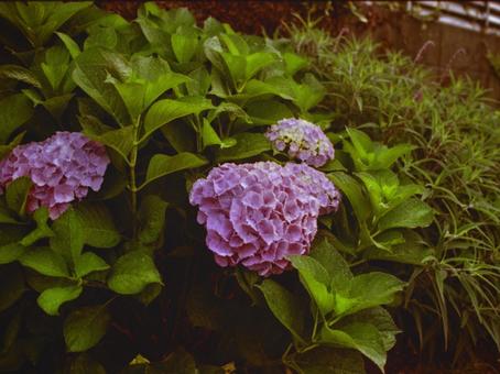 Photo, hydrangea, flower, flour, 