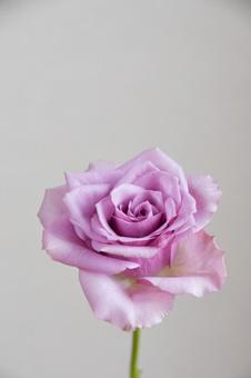 紫のばらの写真