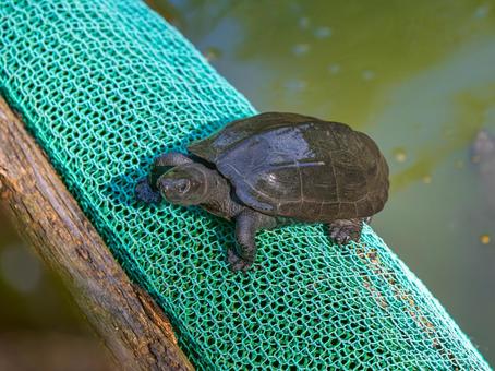 日光浴するクサガメ 日光浴するクサガメの写真