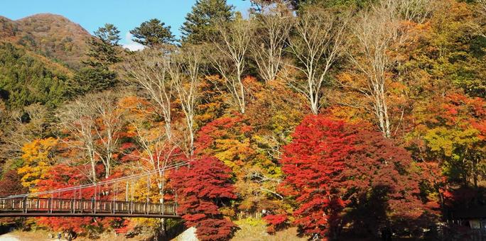 秋の塩原温泉 紅の吊橋附近の紅葉 秋の塩原温泉 紅の吊橋附近の紅葉の写真