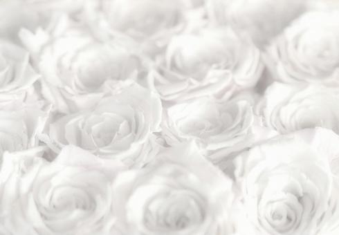 白背景たくさんいっぱい白いばらローズ 白背景たくさんいっぱい白いばらローズ 薔薇,バラ,白い花の写真素材