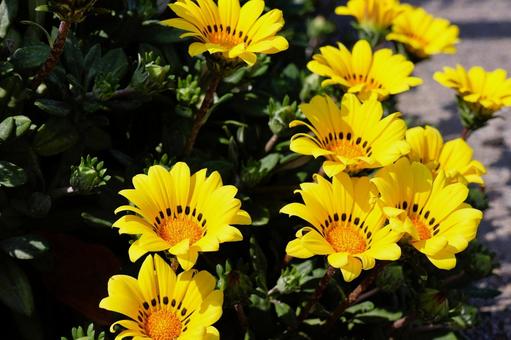 Gazania flowers in the sun in a flowerbed in mid-April, JPG Gazania flowers in the sun in a flowerbed in mid-April, JPG