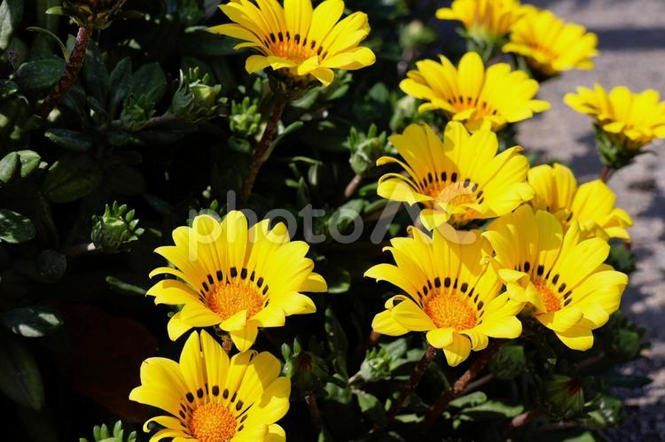 ４月中旬の花壇の陽の当たるガザニアの花 背景,ガザニア,花の写真素材