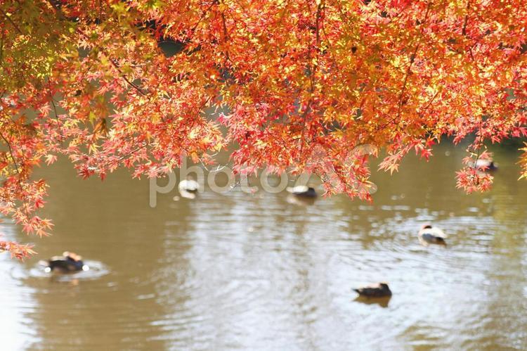 池と紅葉2 かえで,ひっそり,もみじの写真素材