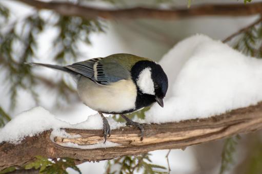 木の枝にとまるシジュウカラ シジュウカラ,四十雀,鳥の写真素材