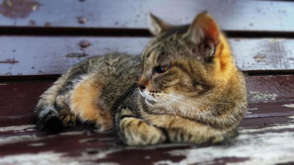 香箱座りで夕涼みしているもふもふな猫様 香箱座りで夕涼みしているもふもふな猫様の写真