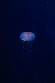 青い海月のアップ 青い海月のアップ クラゲ,水族館,透明感の写真素材