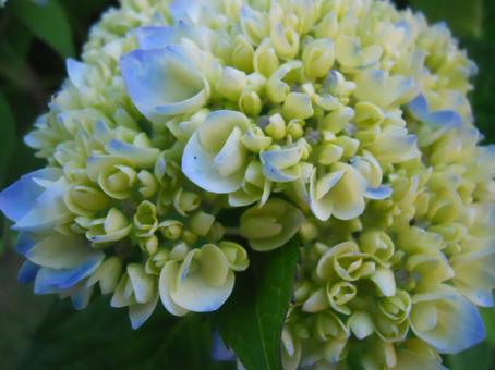 紫陽花の写真