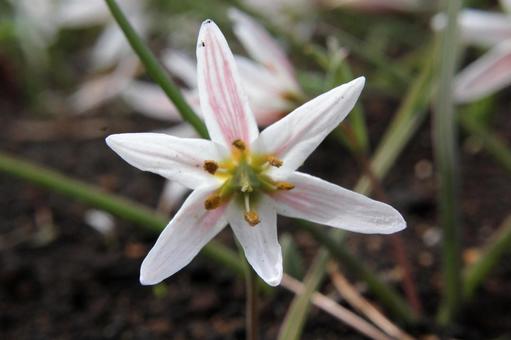 Photo, amana, close-up, weed, 