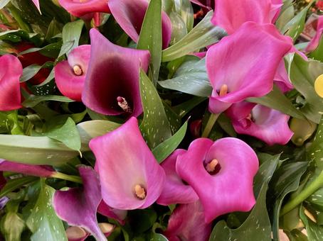 鮮やかオランダカイウ カラー,オランダカイウ,花の写真素材