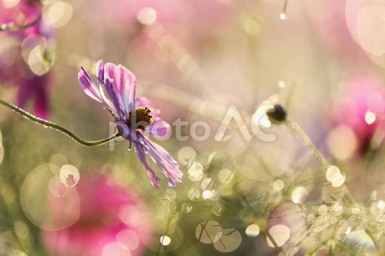 朝の光と雫に濡れるコスモス_左配置 コスモス,秋桜,花の写真素材