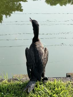 野鳥 野鳥の写真