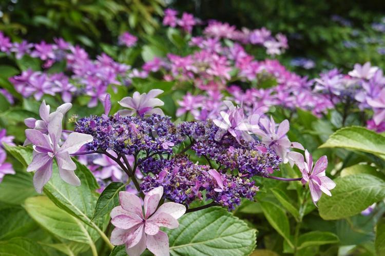 綺麗なピンクのガクアジサイ 紫陽花,あじさい,梅雨の写真素材