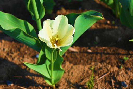 White small tulips, JPG