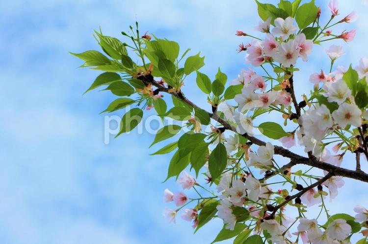 さわやかな空と桜の若葉 桜,花,葉の写真素材