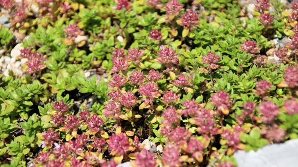 白馬五竜高山植物園 イブキジャコウソウ蕾 白馬五竜高山植物園 イブキジャコウソウ蕾の写真