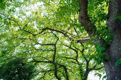 初夏の新緑の美しい奥戸の中川遊歩道 初夏の新緑の美しい奥戸の中川遊歩道 初夏,新緑,奥戸の写真素材