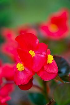 赤いベゴニア・センパフローレンス ベゴニア,赤い,花の写真素材