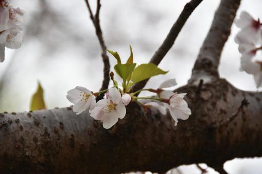 桜(染井吉野・ソメイヨシノ) 桜(染井吉野・ソメイヨシノ)の写真