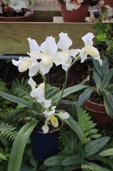 鉢植え 鉢植えの写真