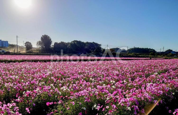 満開のコスモス畑 コスモス畑,コスモス,秋桜の写真素材