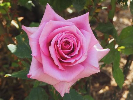 薔薇 紫雲 薔薇 紫雲の写真