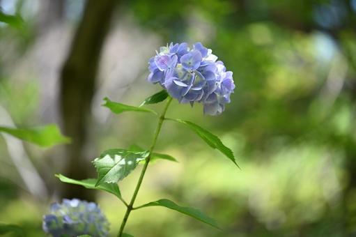 アジサイの写真