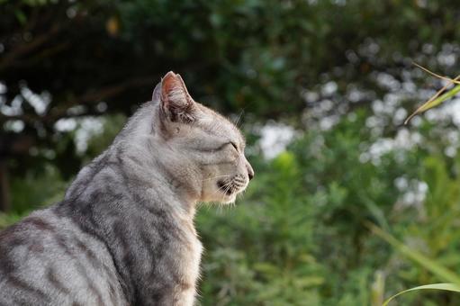 ねこ ねこの写真